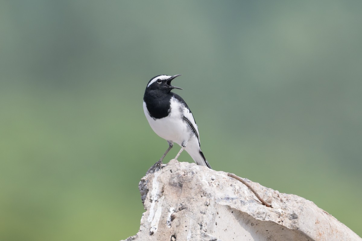 オオハクセキレイ - ML646810471