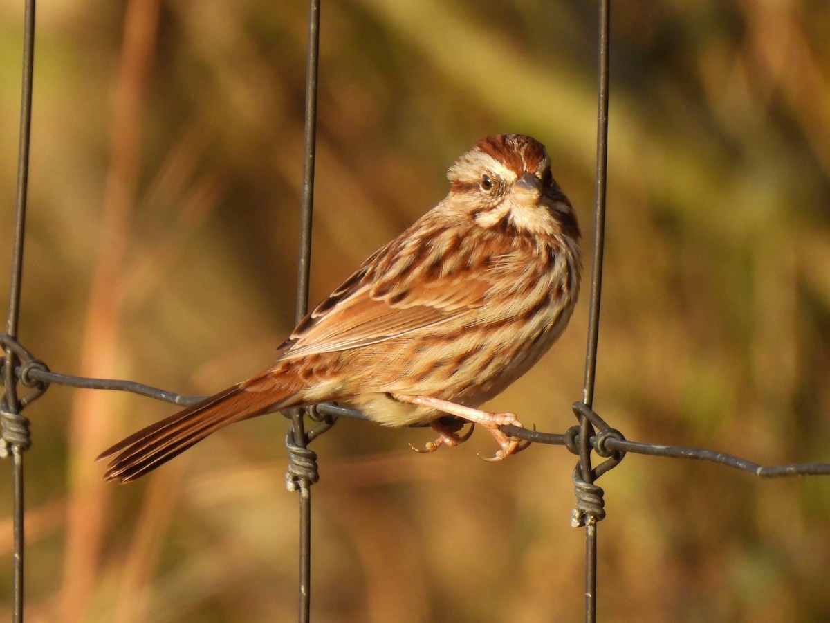 ウタスズメ - ML646810472