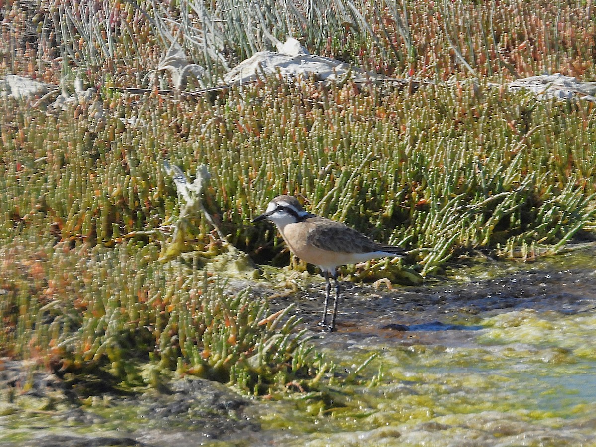 ヒメチドリ - ML646810474