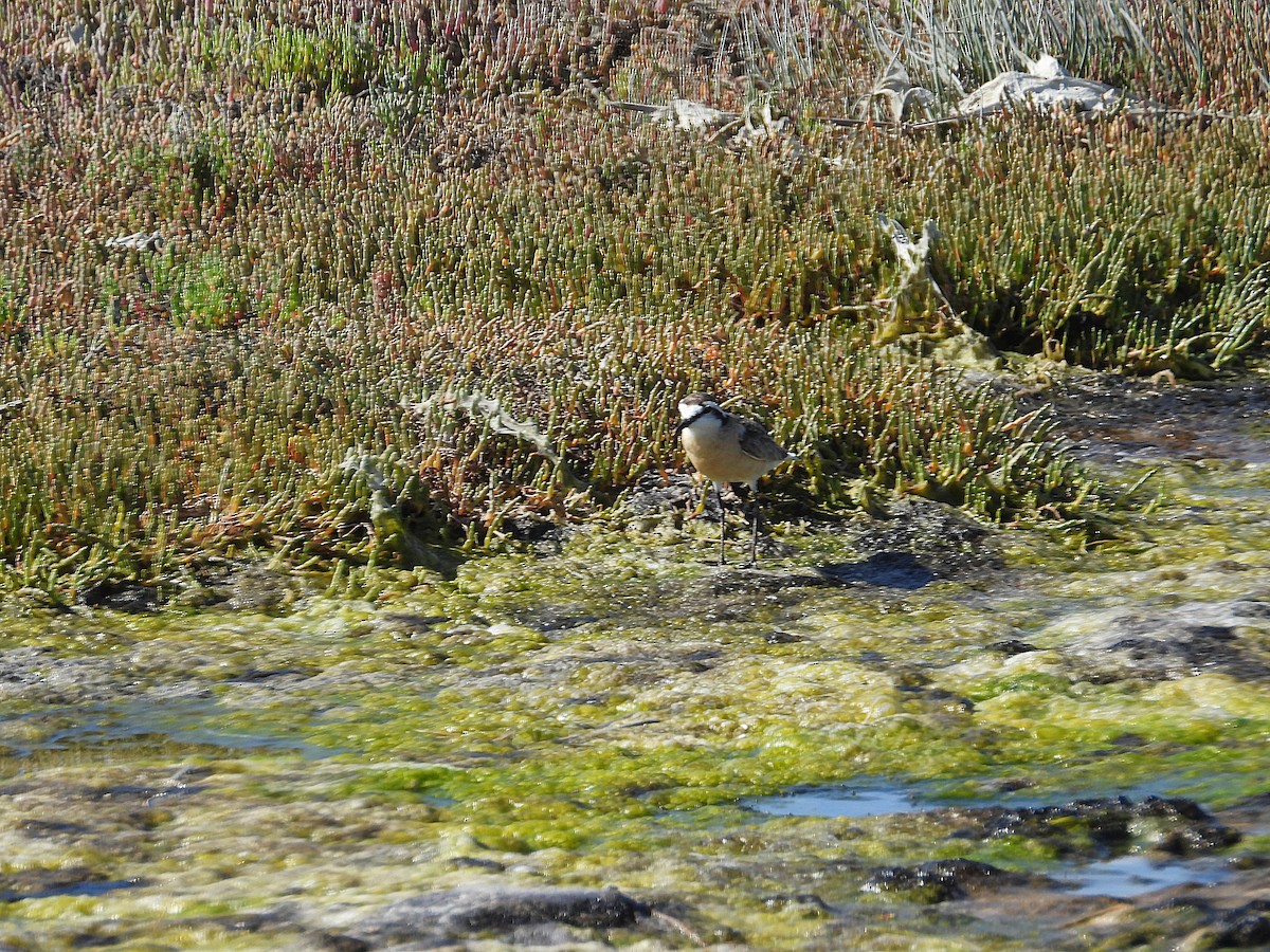 ヒメチドリ - ML646810475