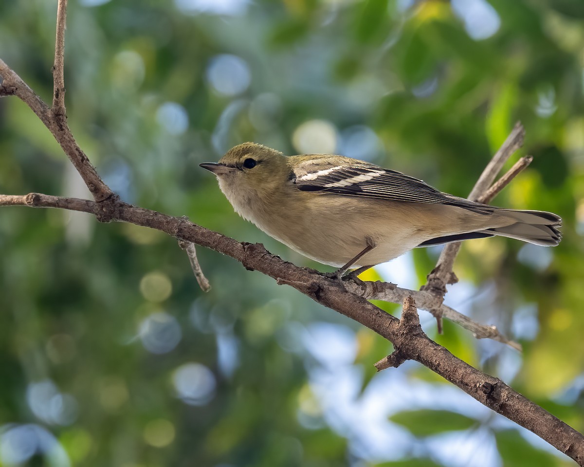 Bay-breasted Warbler - ML646810476