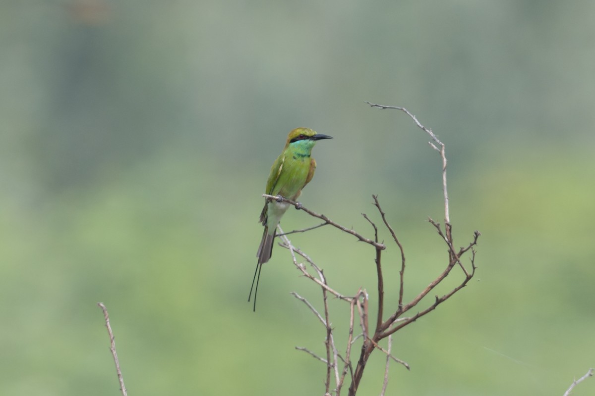 Asian Green Bee-eater - ML646810478