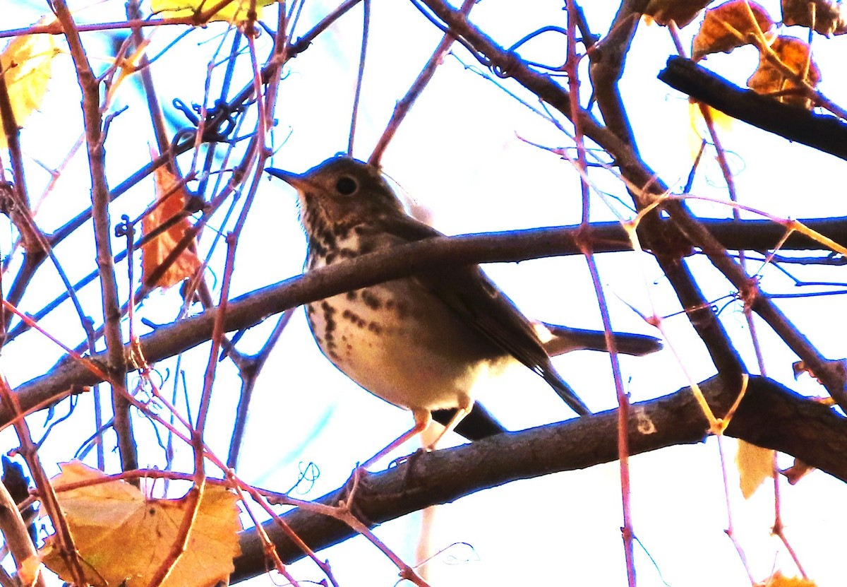 チャイロコツグミ - ML646810479