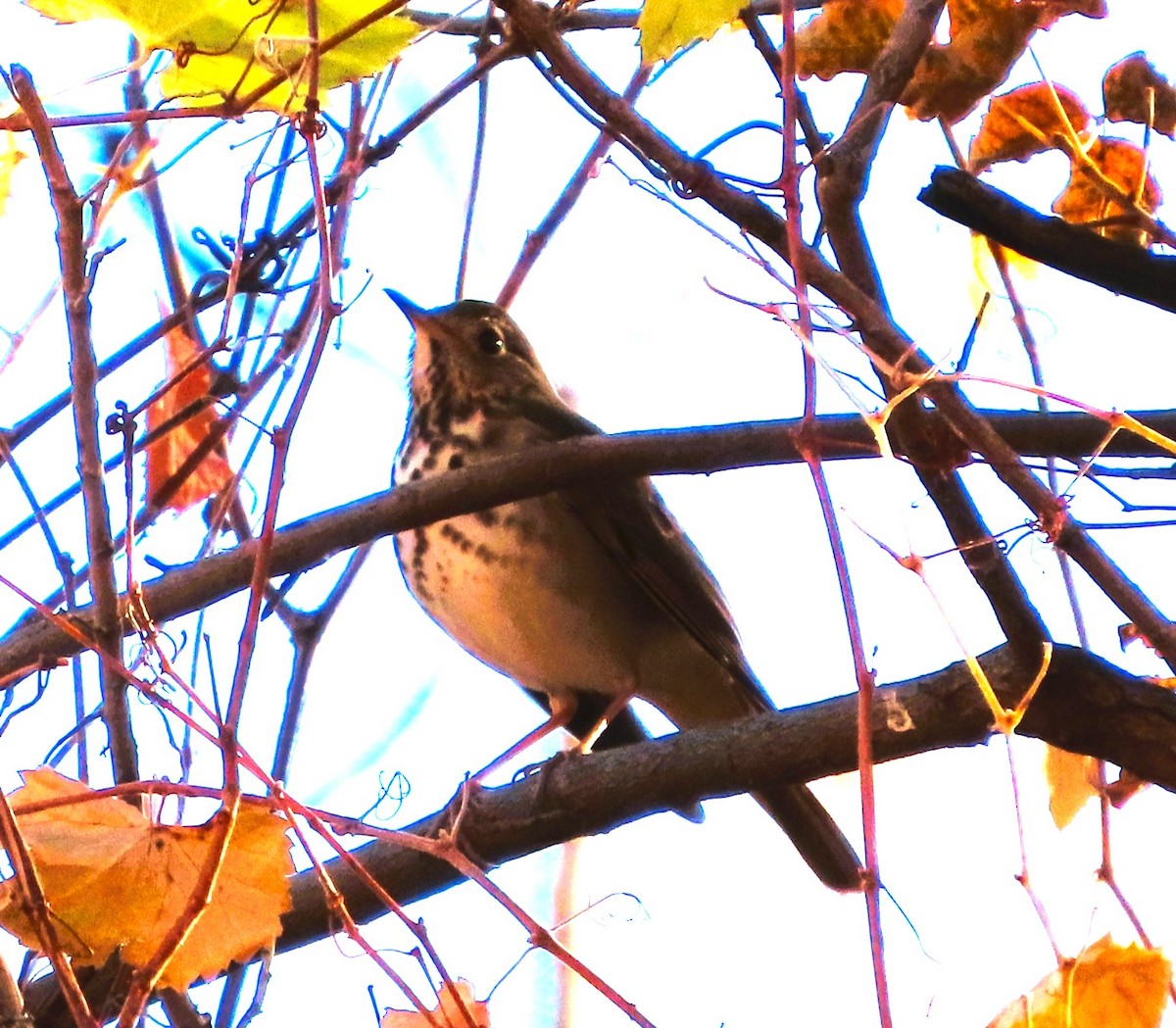 チャイロコツグミ - ML646810480