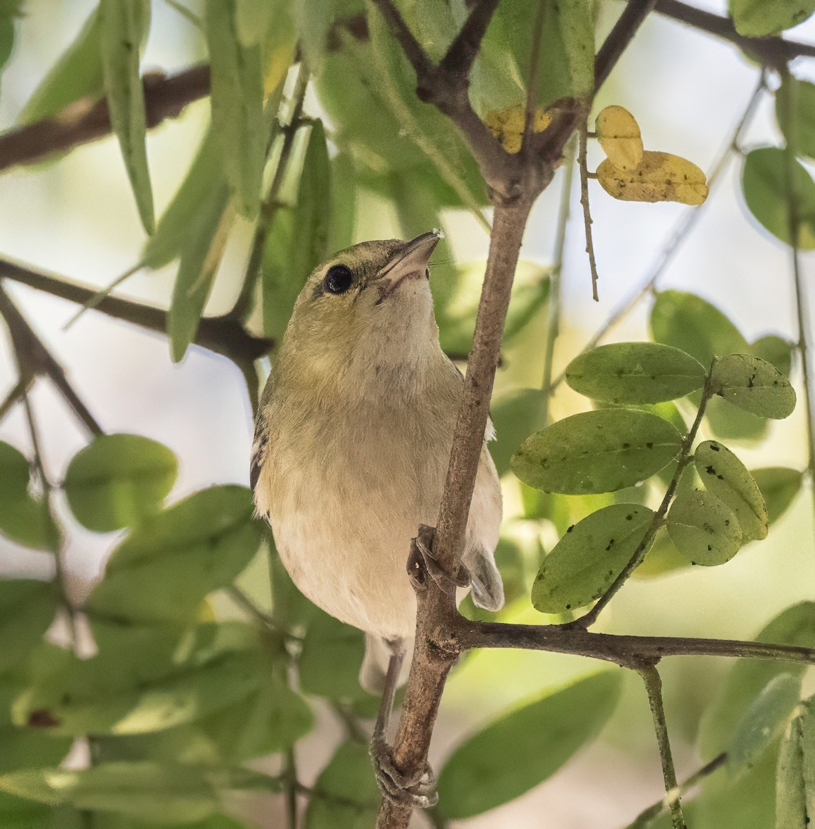 Bay-breasted Warbler - ML646810481