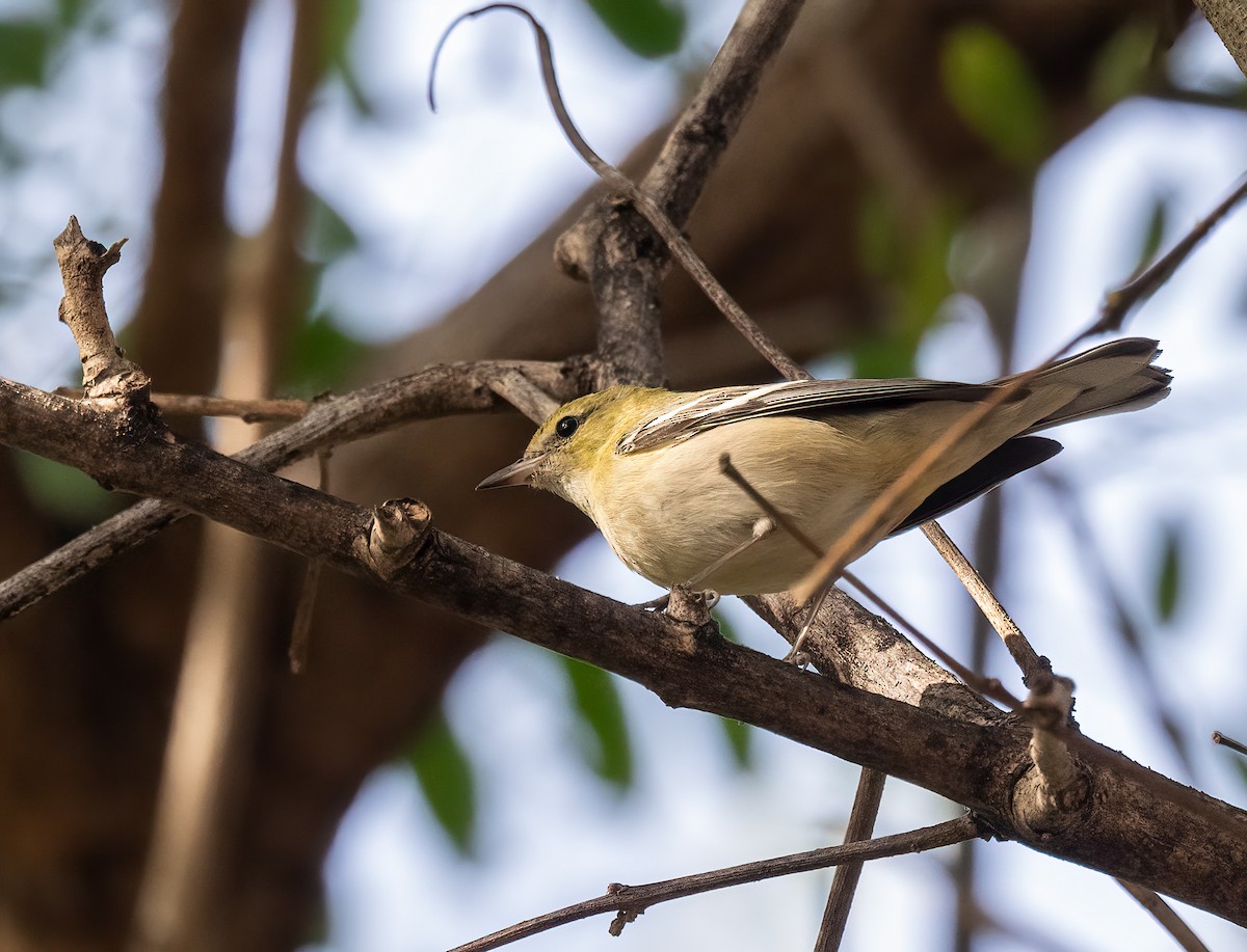 Bay-breasted Warbler - ML646810482