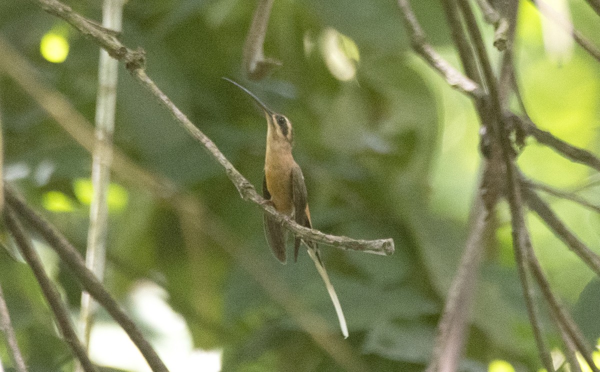 バライロユミハチドリ - ML646810483