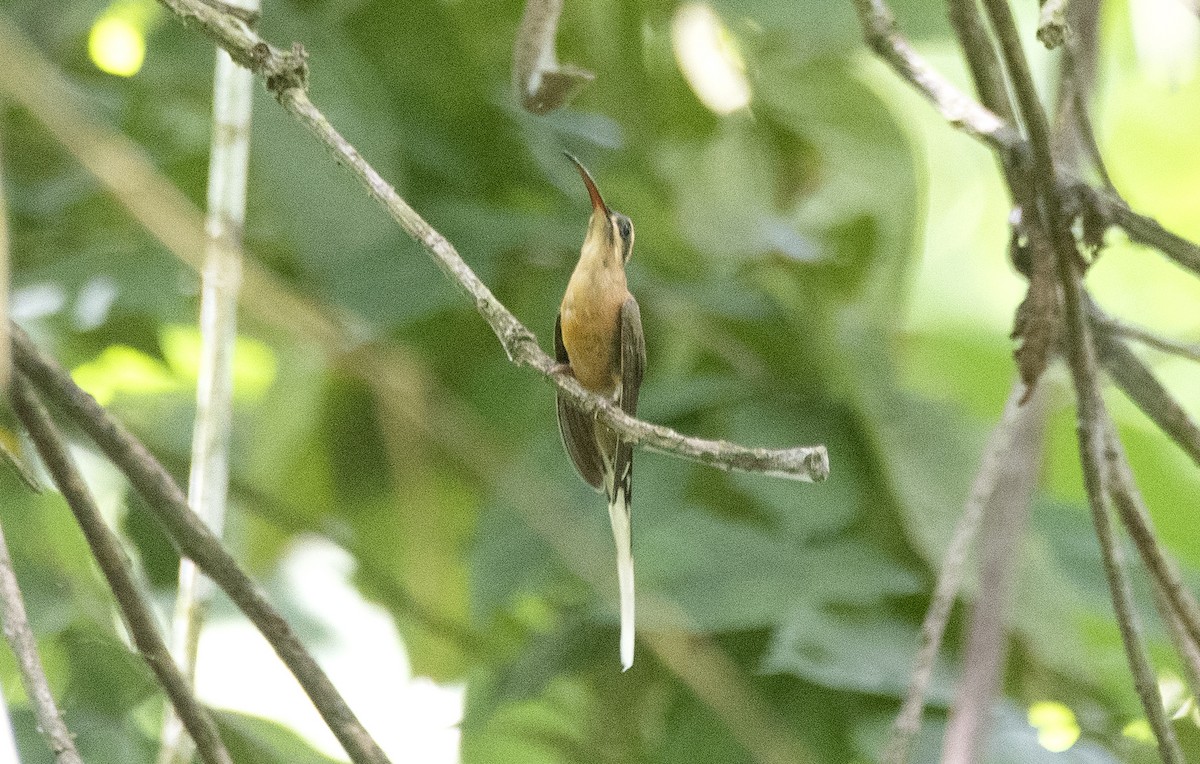 バライロユミハチドリ - ML646810484