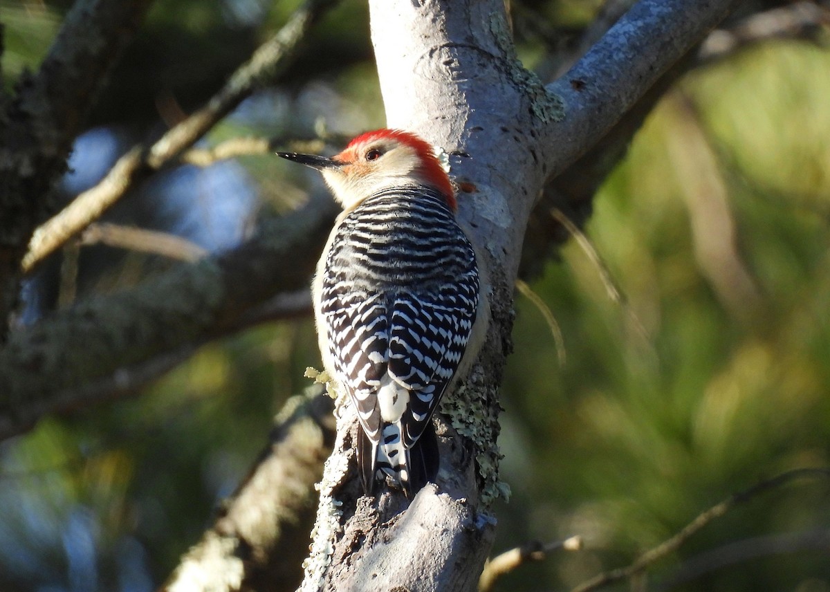 シマセゲラ - ML646810485