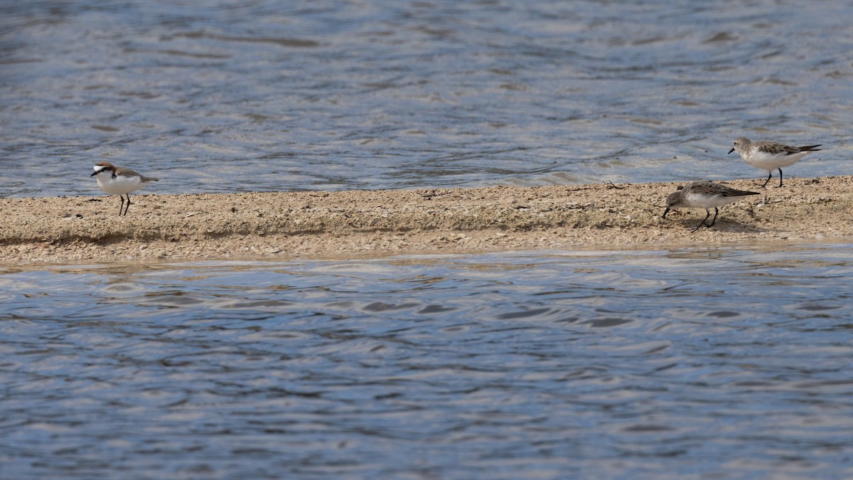 アカエリシロチドリ - ML646810488