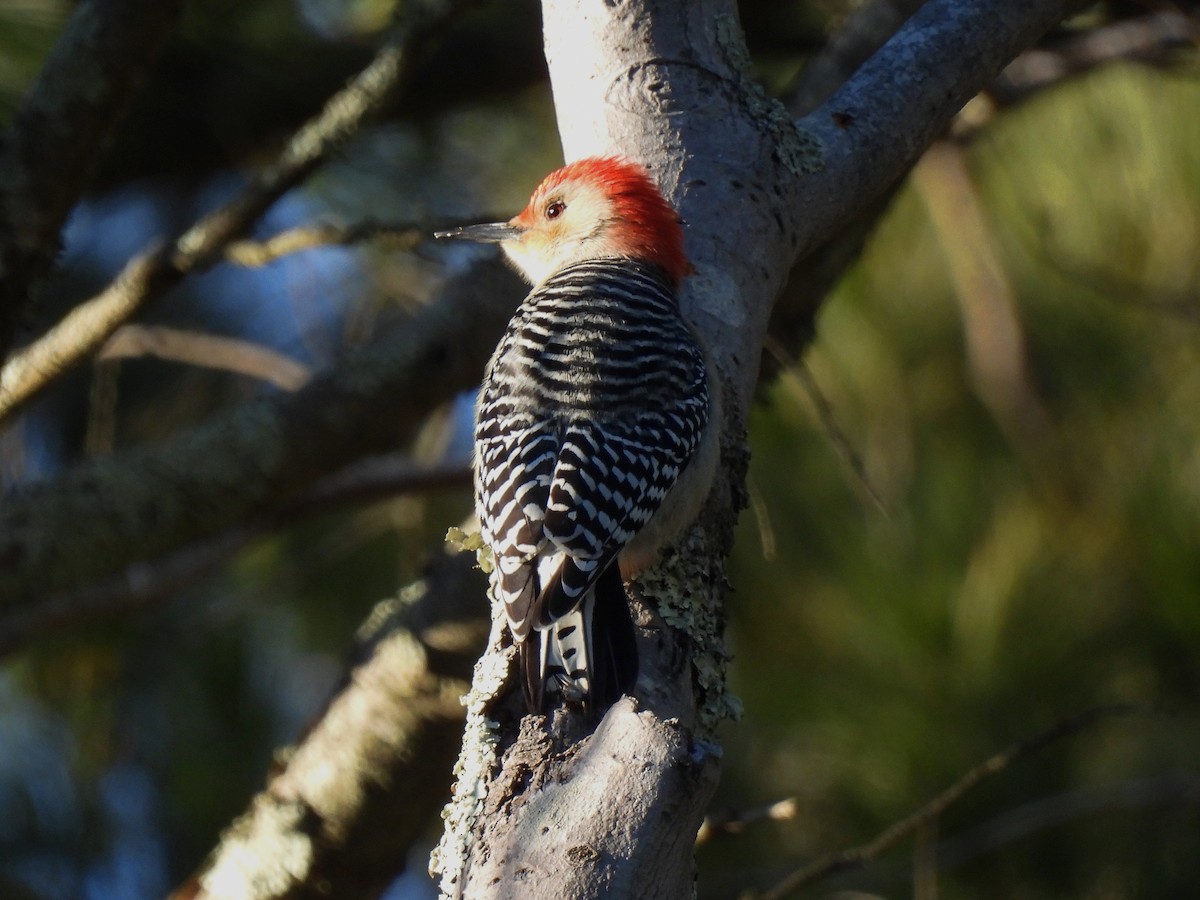 シマセゲラ - ML646810489