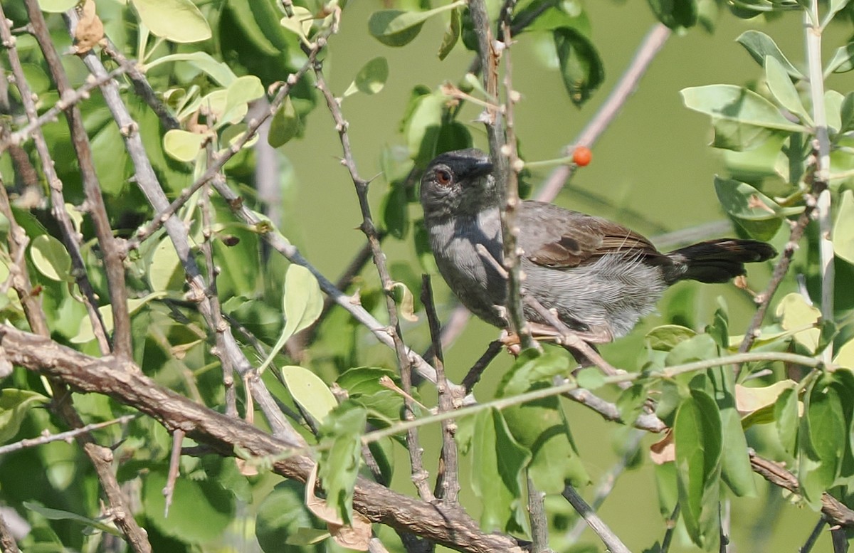 ハイイロコムシクイ - ML646810490