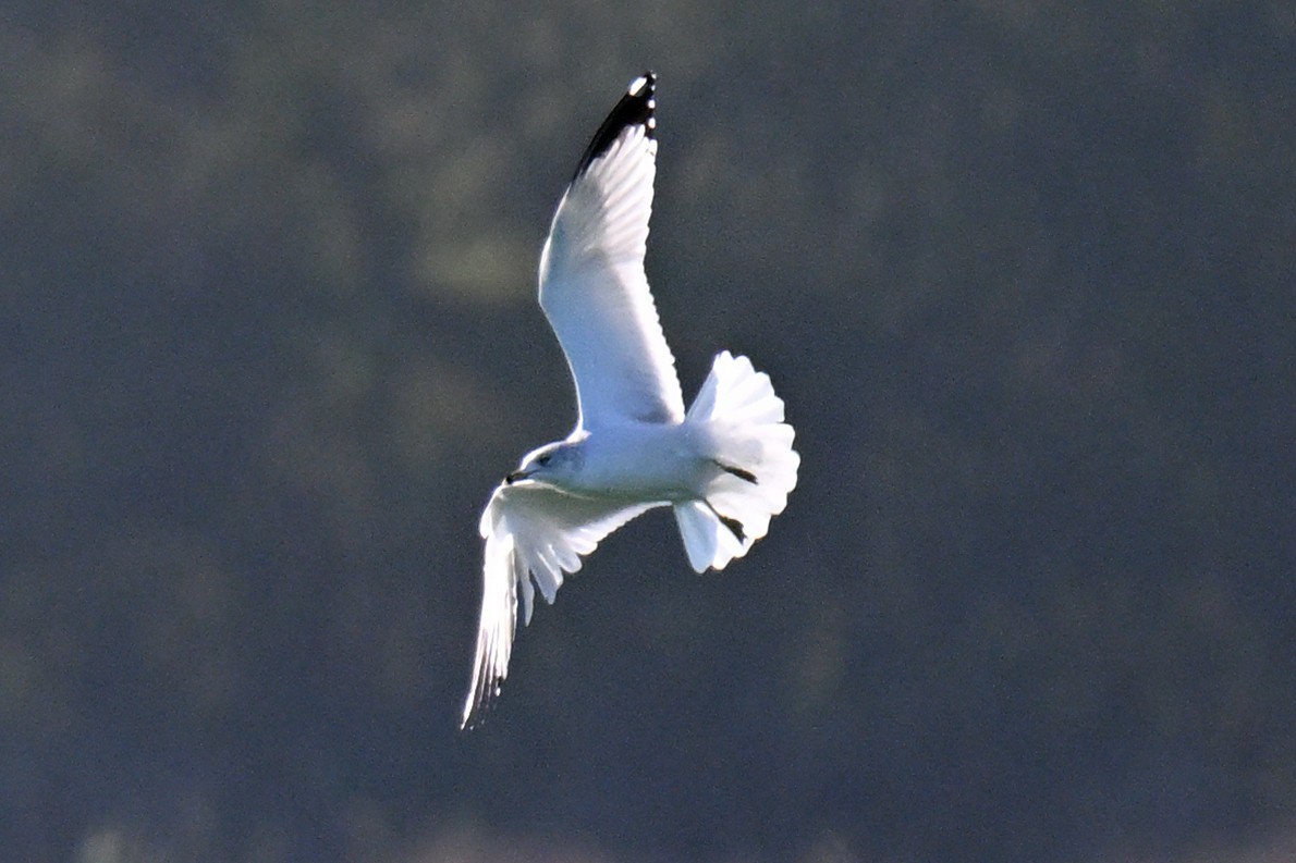 クロワカモメ - ML646810491