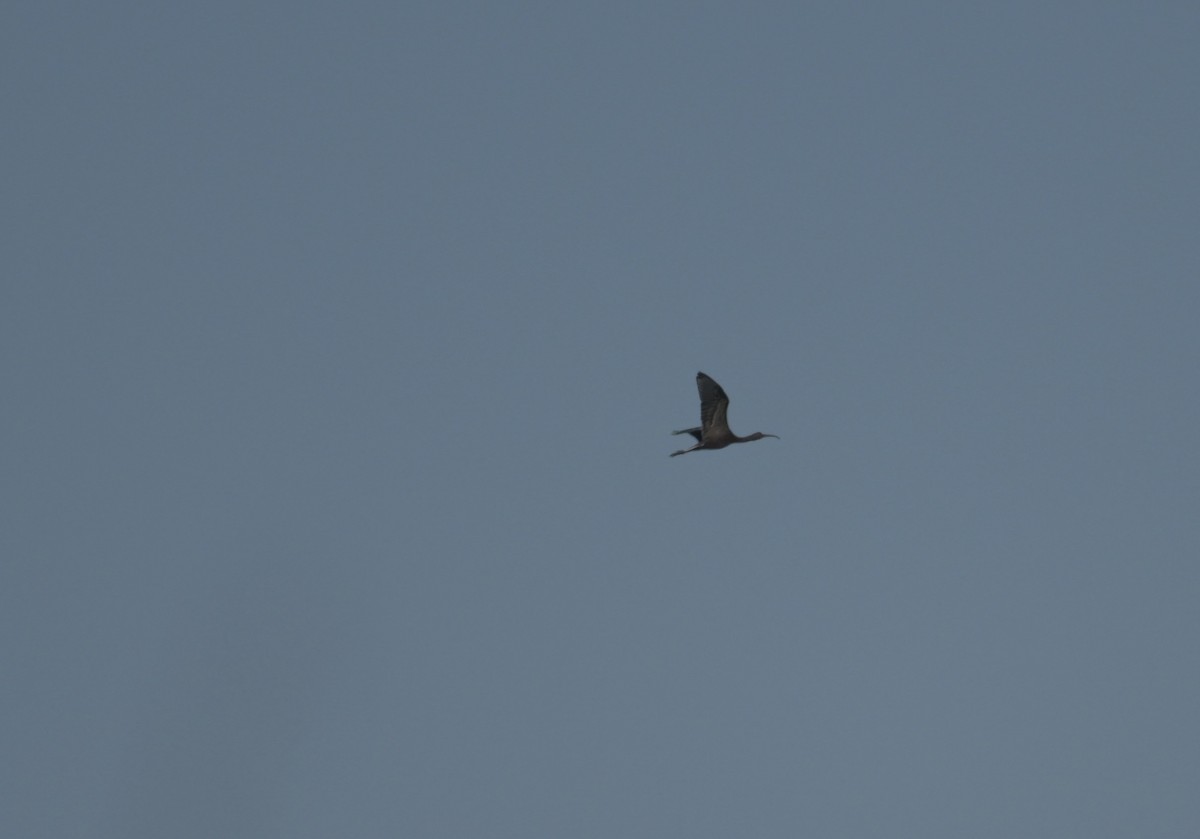 ブロンズトキ - ML646810492