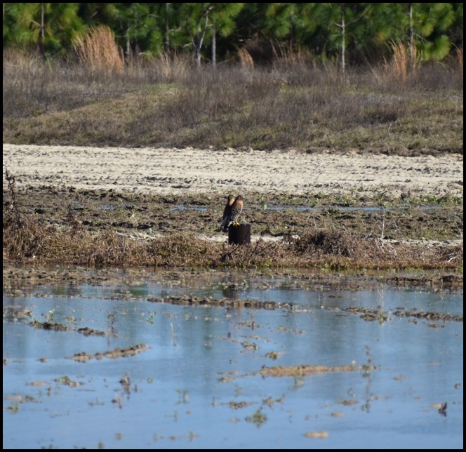 カタアカノスリ - ML646810493