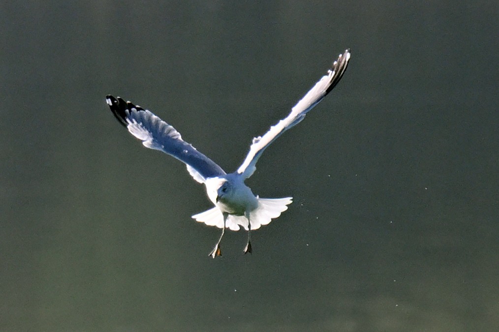 クロワカモメ - ML646810494