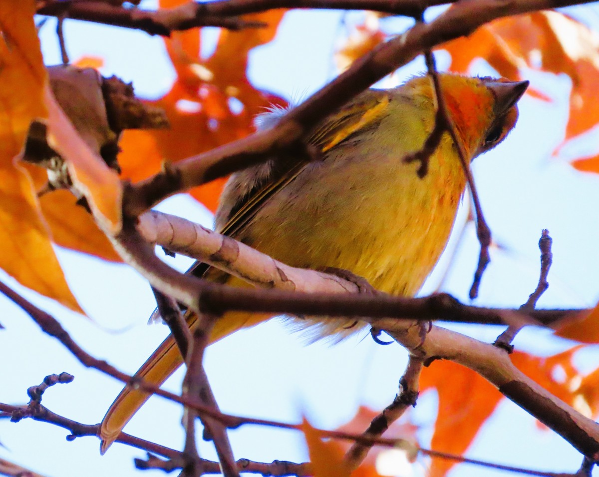 Hepatic Tanager - ML646810495