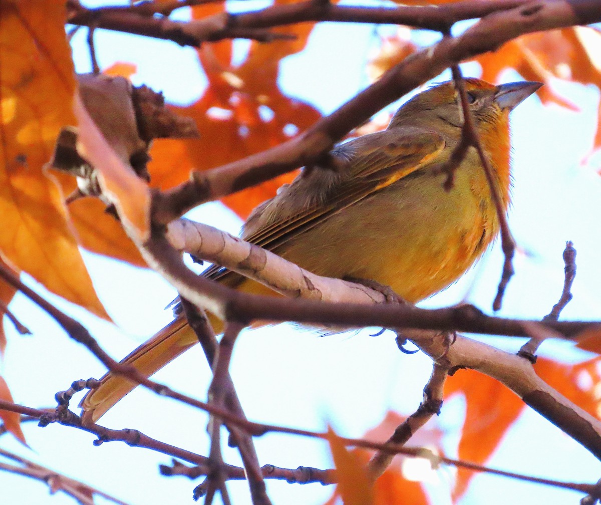 Hepatic Tanager - ML646810496