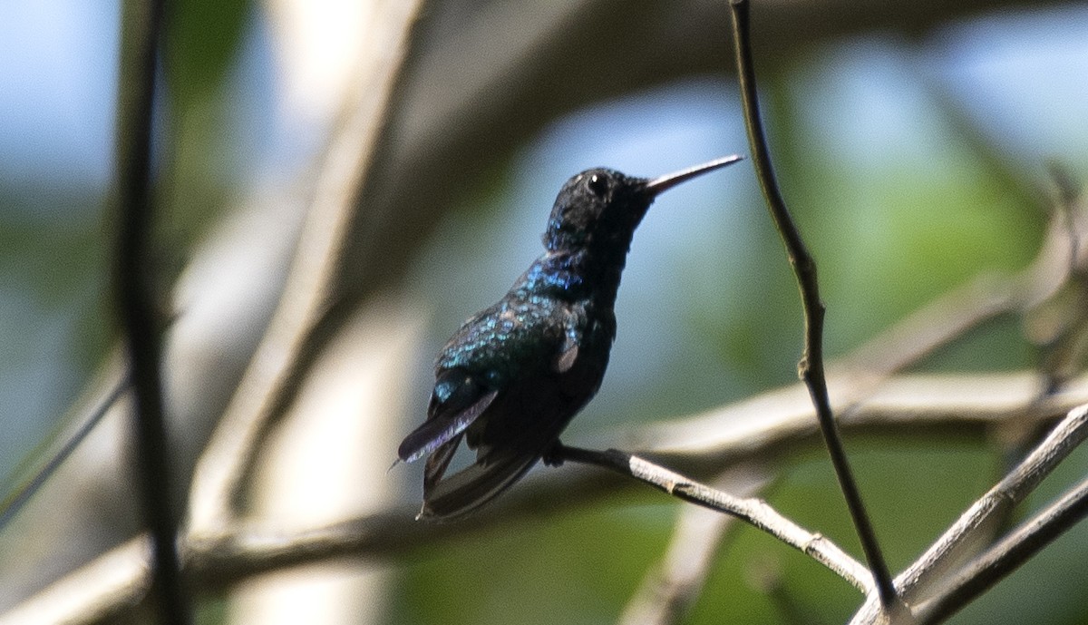 アイオハチドリ - ML646810497