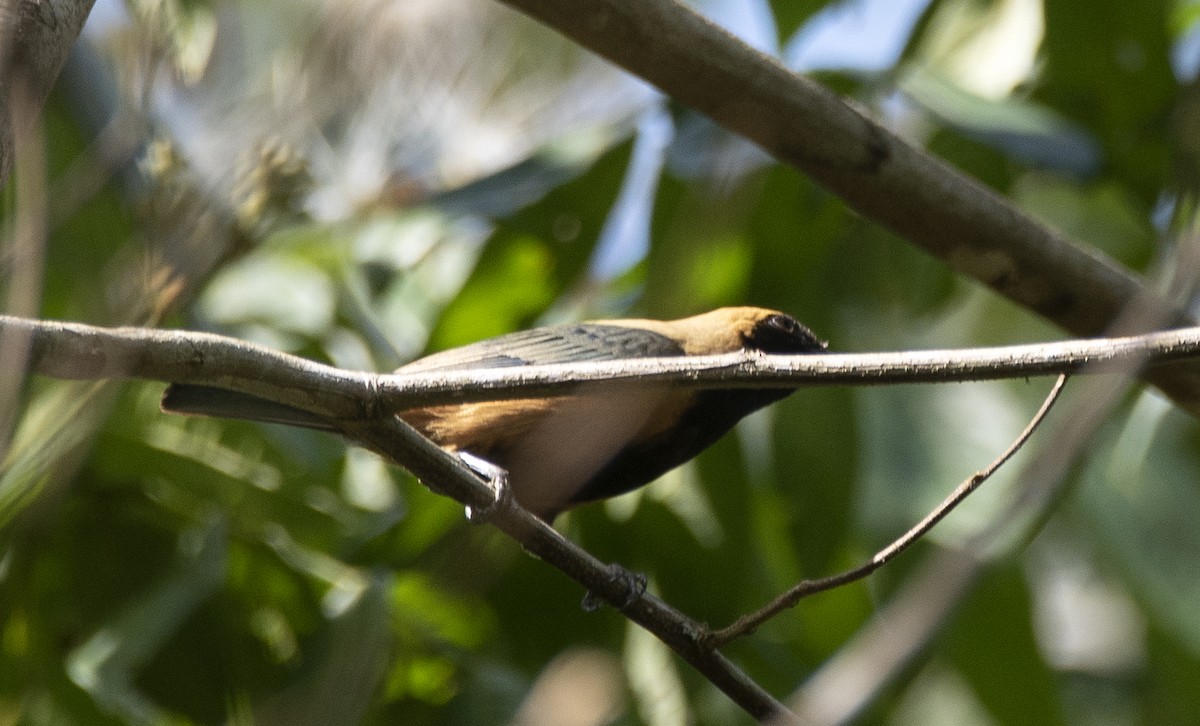 バフイロフウキンチョウ（flava グループ） - ML646810499