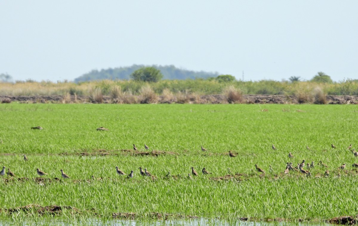 アメリカムナグロ - ML646810500