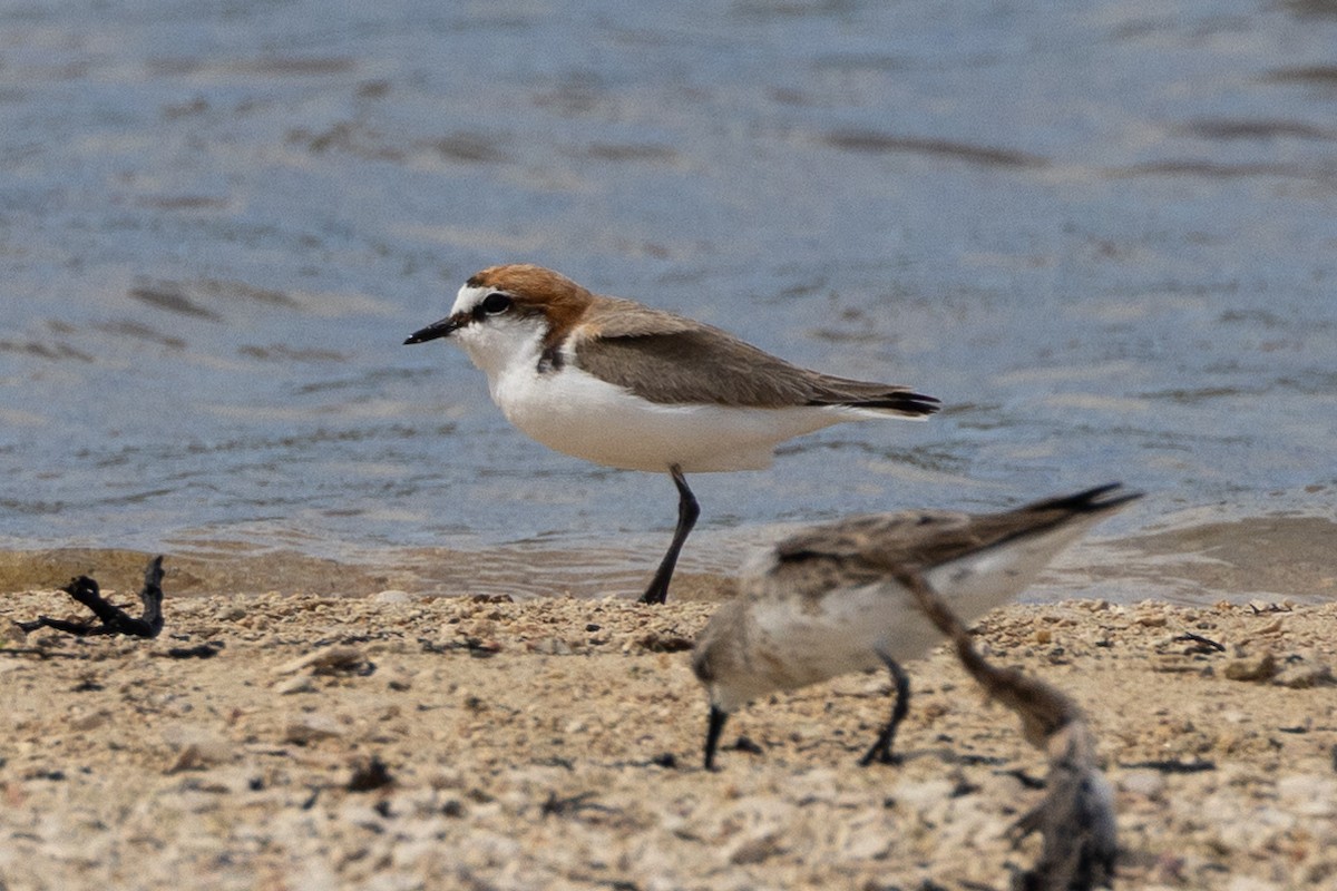 アカエリシロチドリ - ML646810501