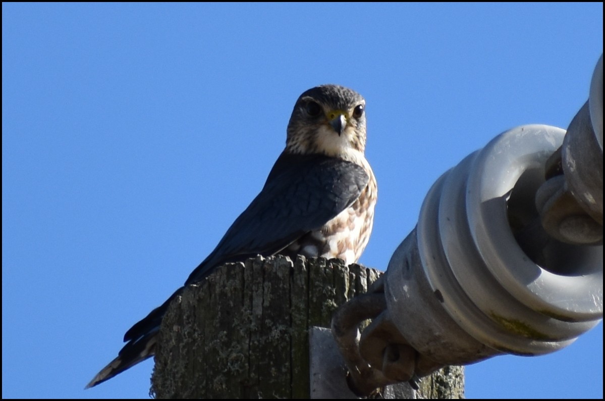 Merlin - ML646810502