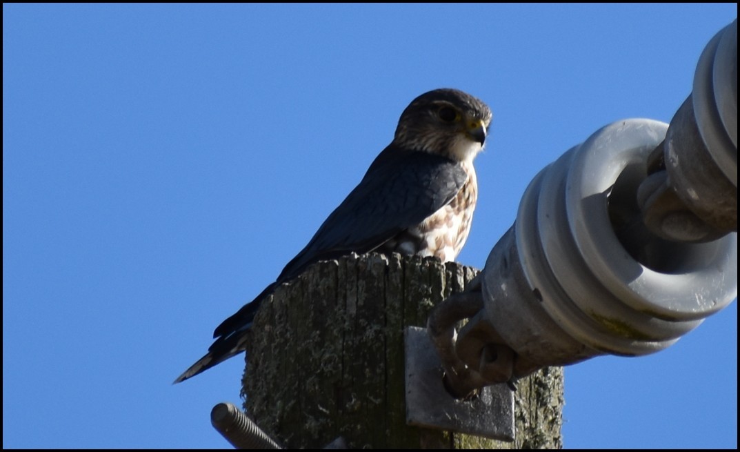 Merlin - ML646810510