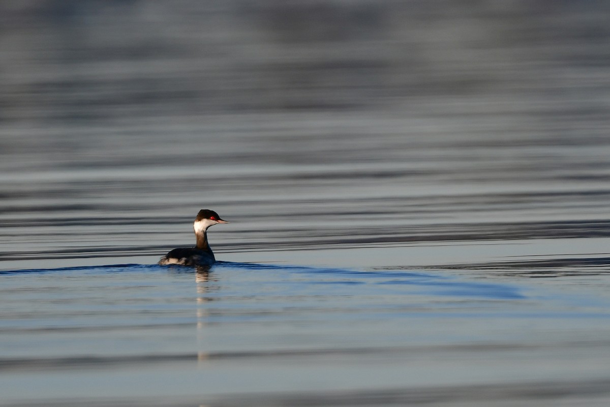 horndykker - ML646810511