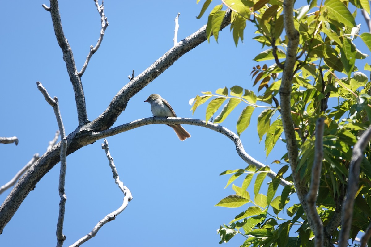 Élénie à bec court - ML646810512