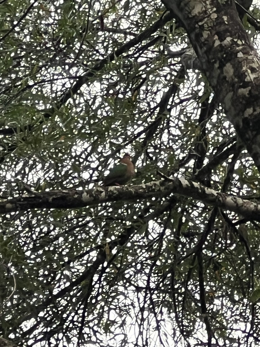 jadedue - ML646810513