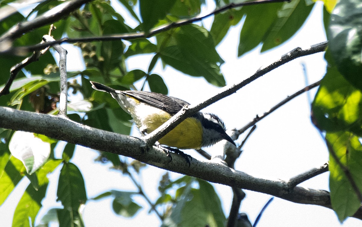 Sucrier à ventre jaune - ML646810515