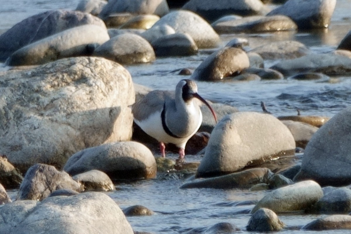 Ibisschnabel - ML646810522