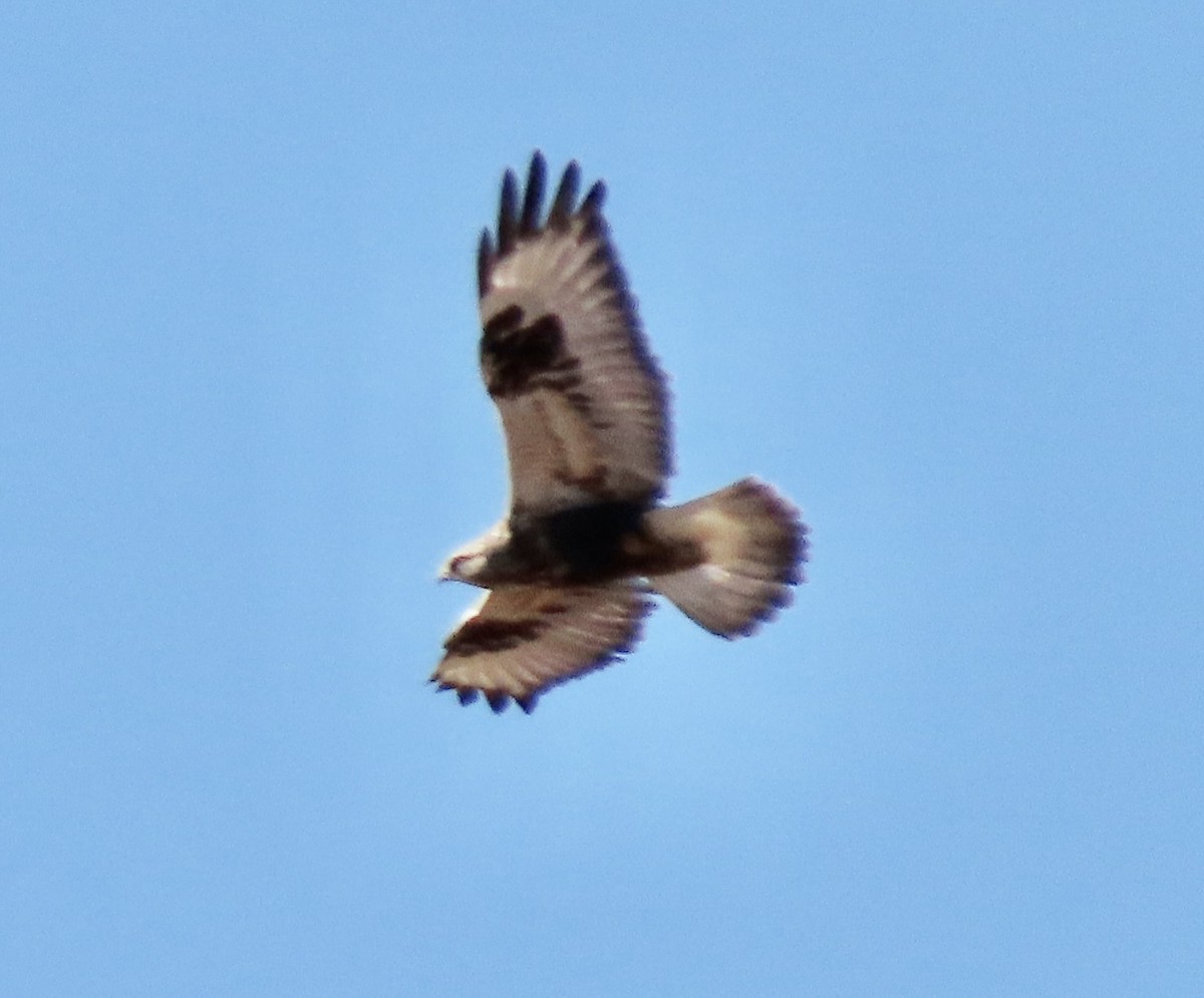 Rough-legged Hawk - ML646810523