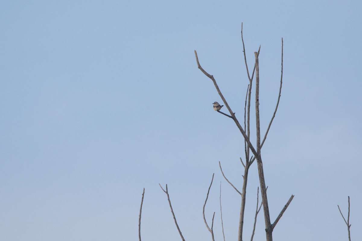 Antzandobi boreala - ML646810524