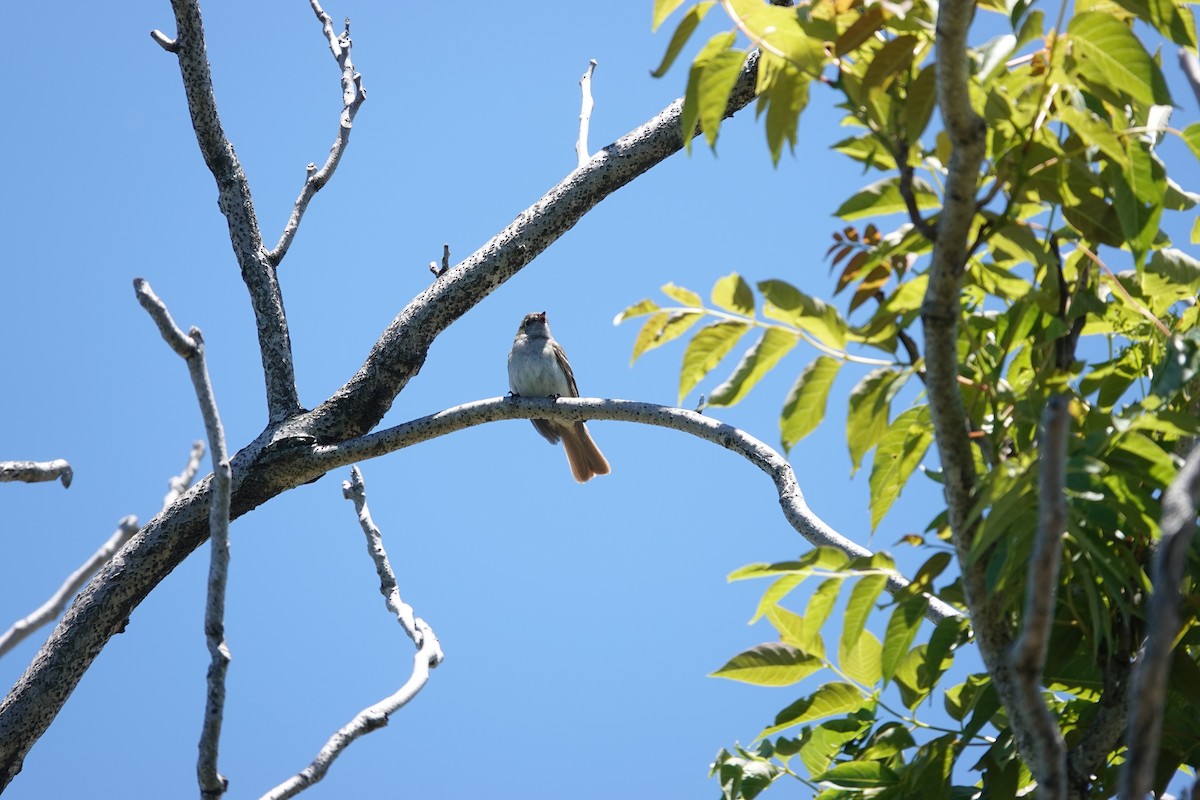 Élénie à bec court - ML646810525