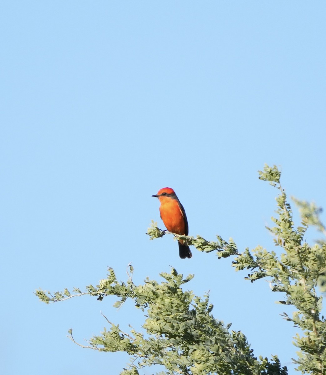 Vermilion Flycatcher - ML646810526