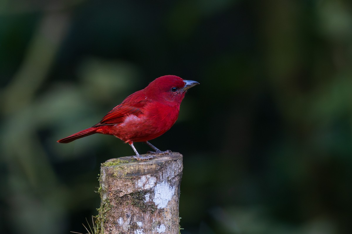 Піранга червона - ML646810527