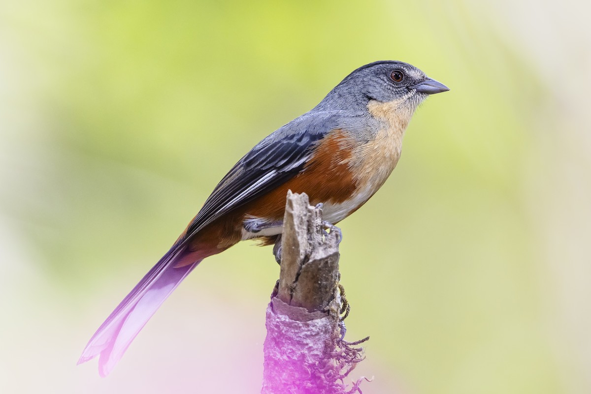 rustgumpspurv - ML646810530