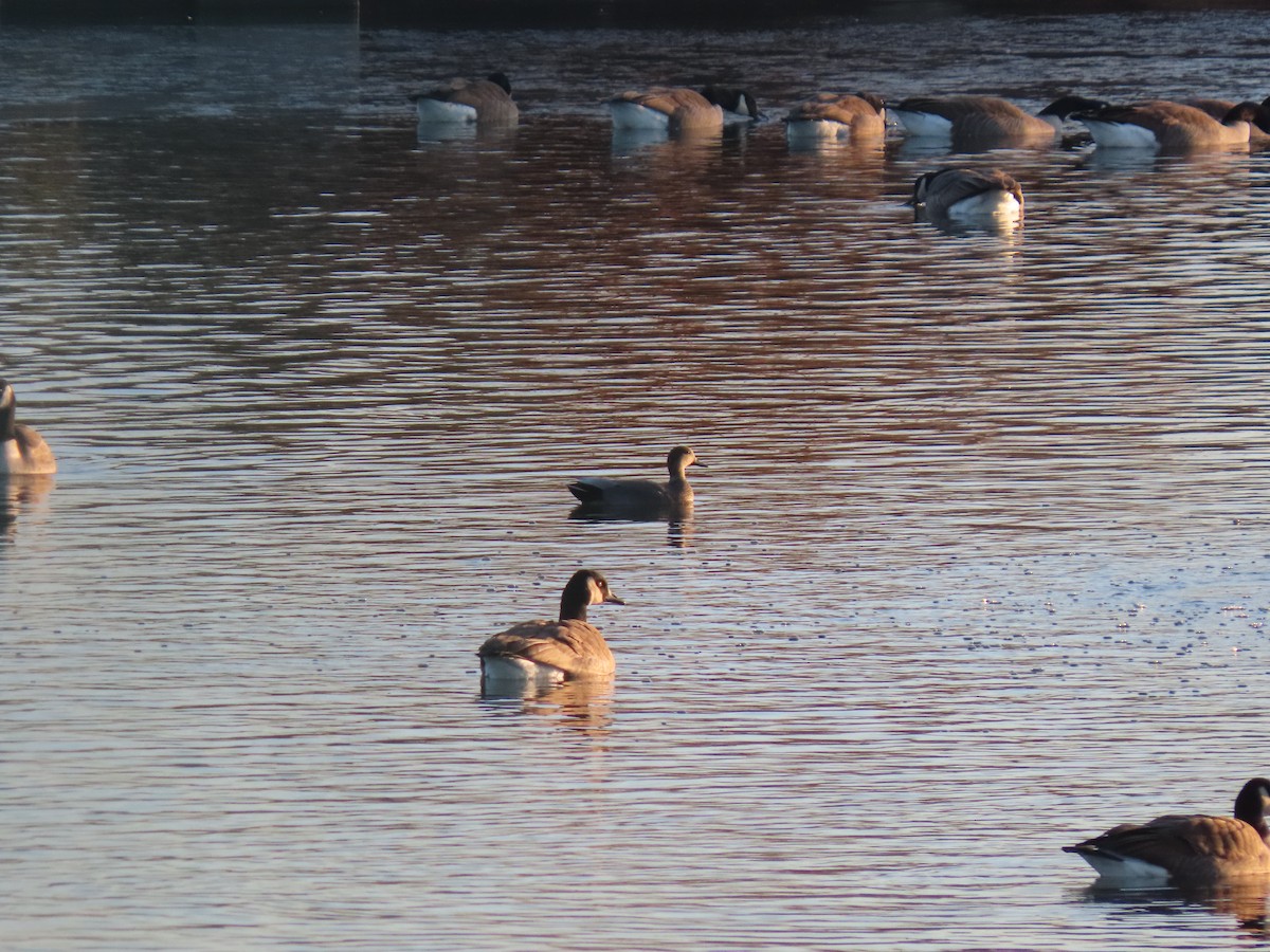 Boz Ördek - ML646810541