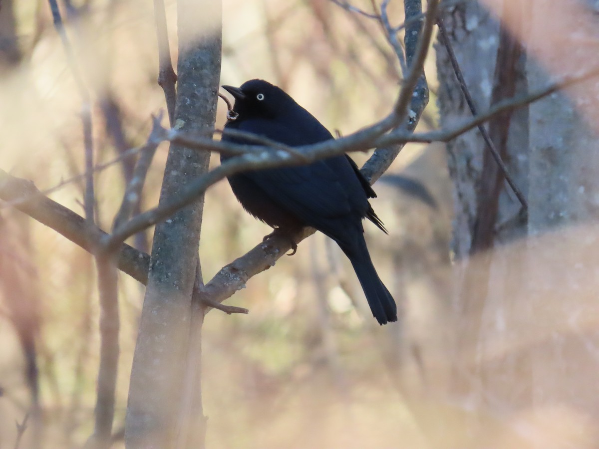Rusty Blackbird - ML646810552