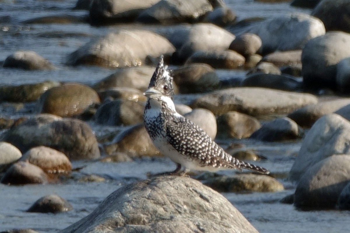 Haubenfischer - ML646810553