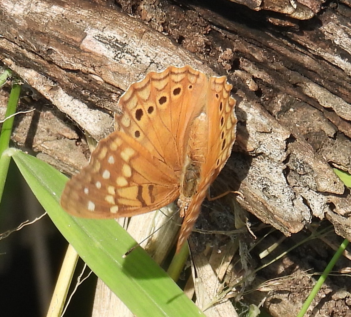 Tawny Emperor - ML646810555