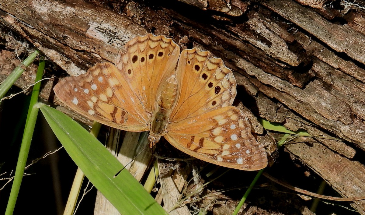 Tawny Emperor - ML646810556