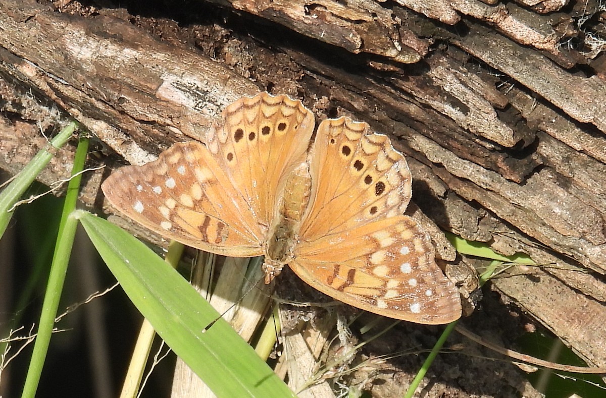 Tawny Emperor - ML646810557