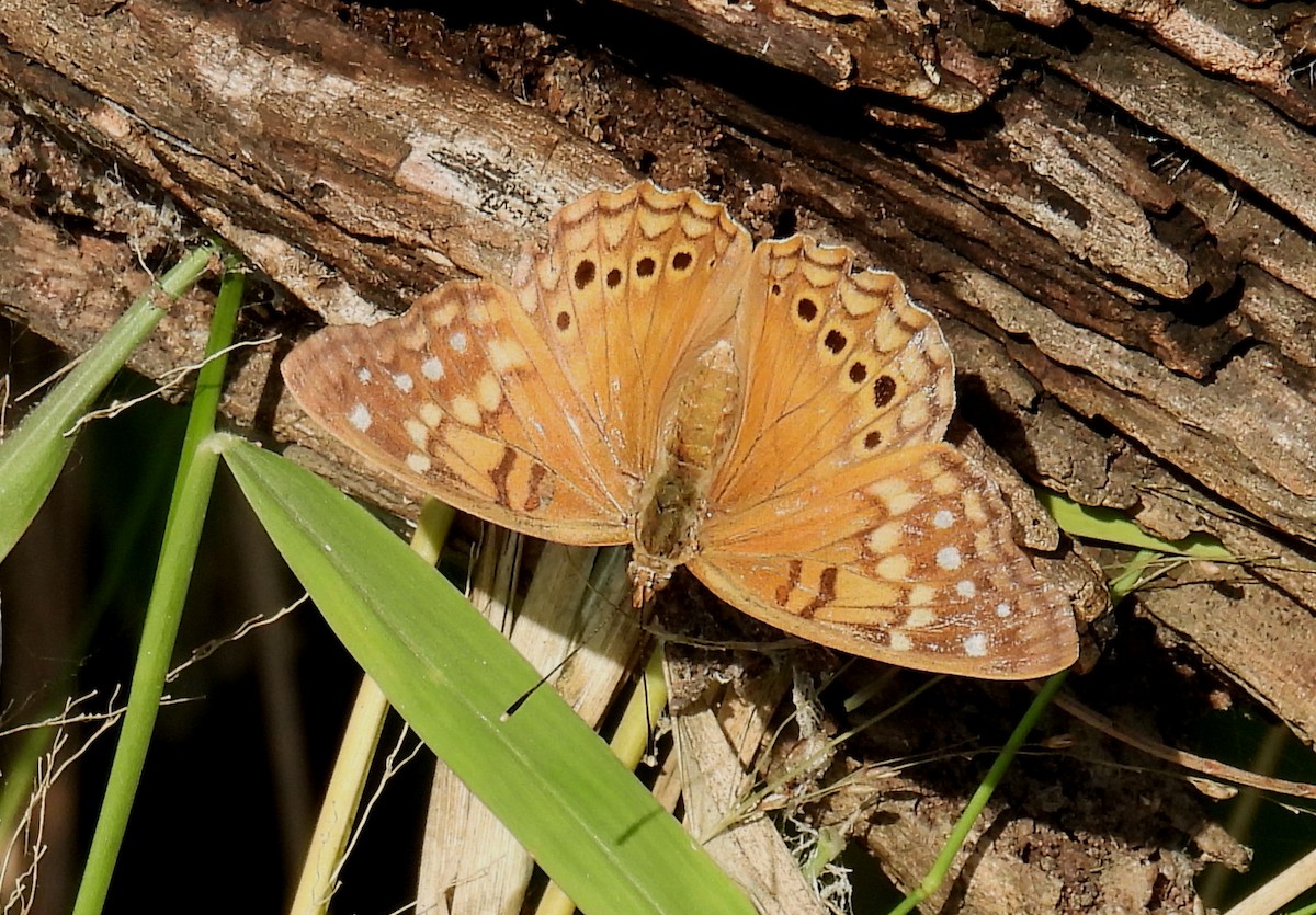 Tawny Emperor - ML646810558