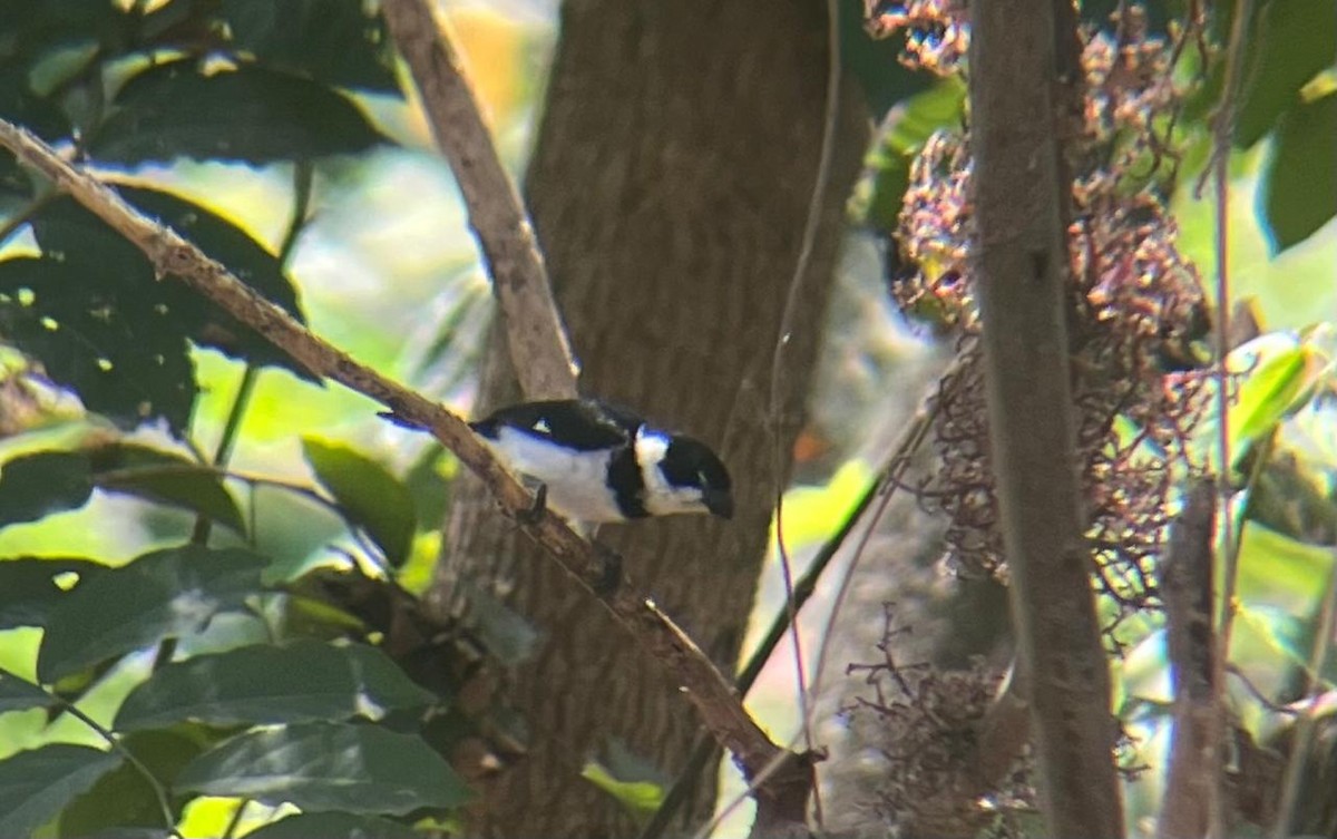 Variable Seedeater - ML646810563