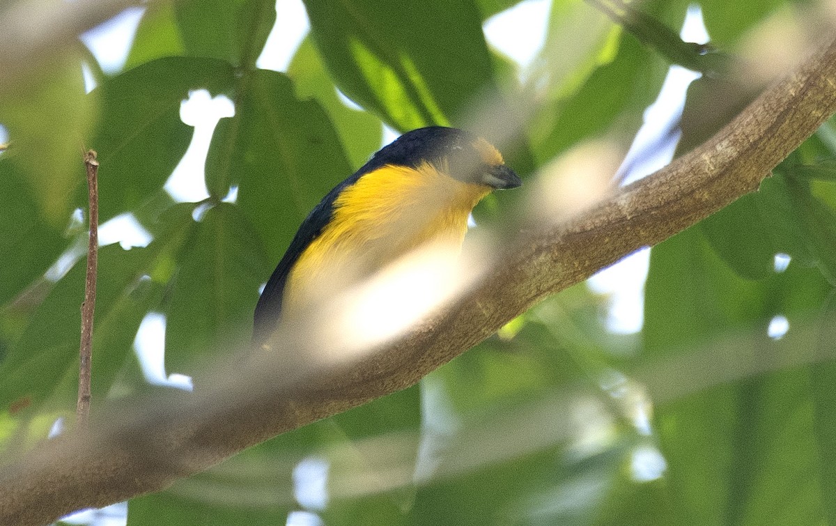 Violaceous Euphonia - ML646810564