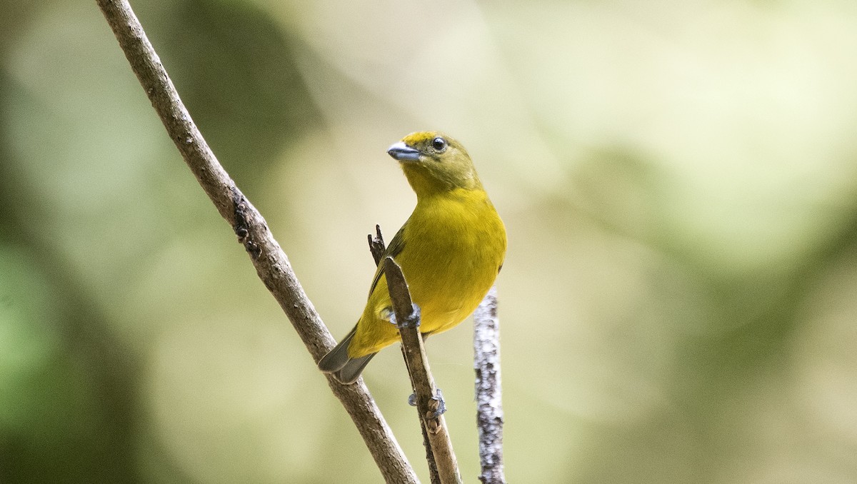 Violaceous Euphonia - ML646810565