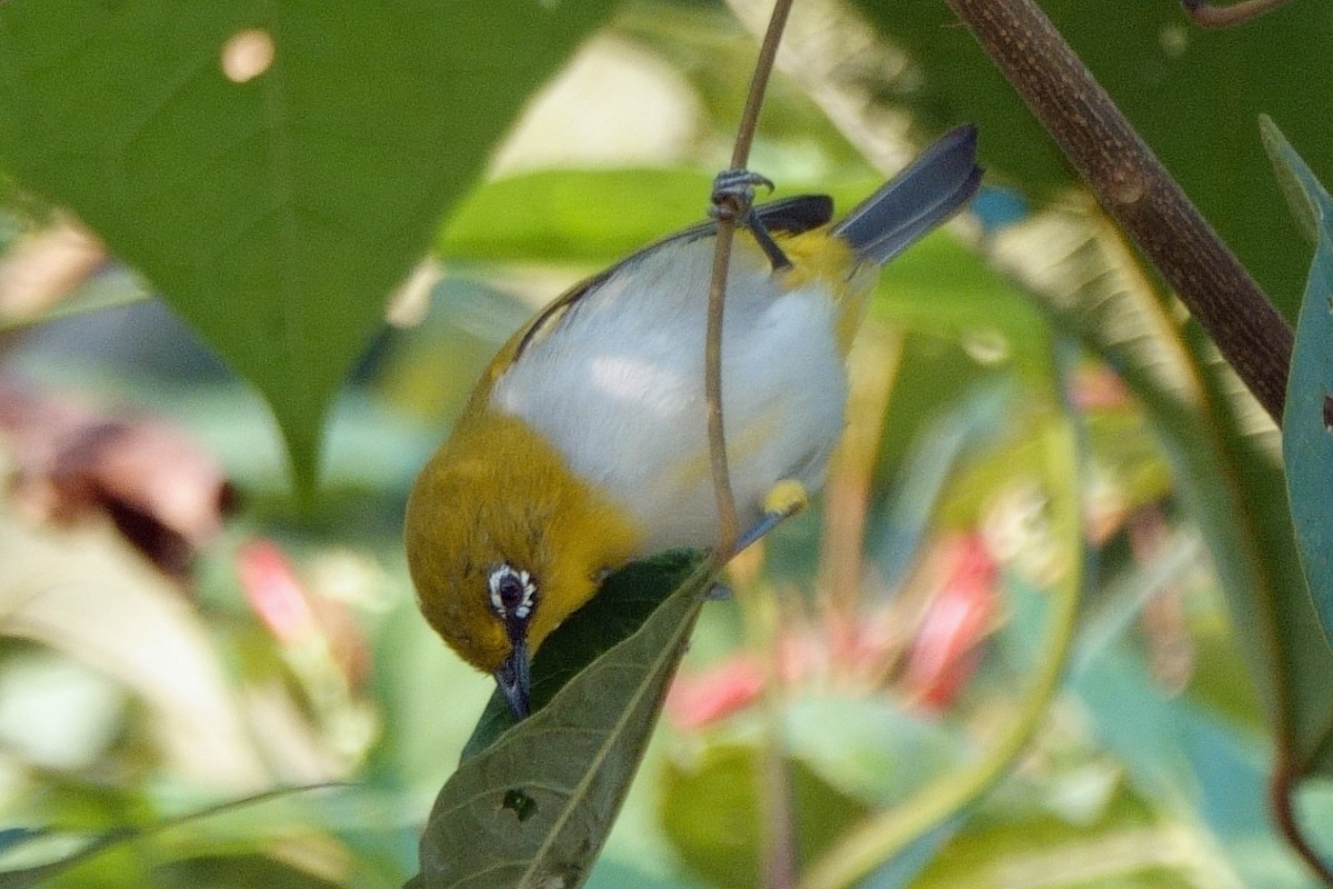 Gangesbrillenvogel - ML646810566